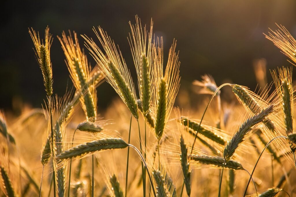 rye, spike, grains, food, field, arable land, harvest, grain, agriculture, cultivation, nature, lighting mood, sunset, harvest, harvest, harvest, harvest, harvest, grain, grain, agriculture, agriculture, cultivation