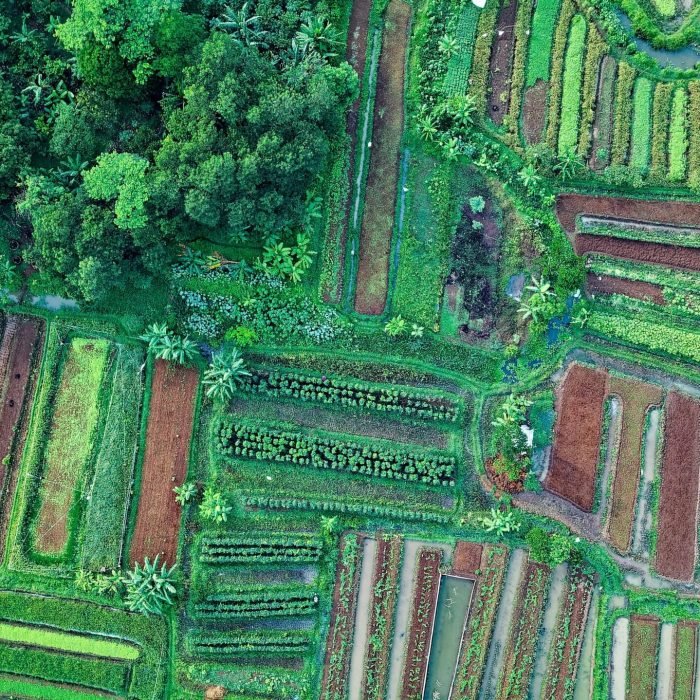 Aerial view of lush, diverse crops and greenery in Cisauk, Indonesia.